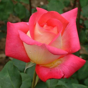 Rebecca® - trandafiri - www.pharmarosa.ro